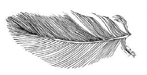 feather1.jpg